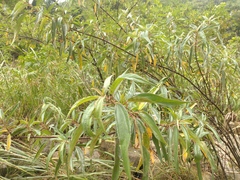 Boehmeria densiflora