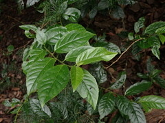 Maesa perlaria formosana