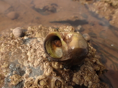 Crepidula plana