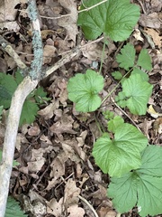 Geum