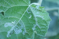 Phyllocnistis populiella