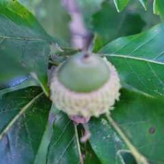Quercus bicolor
