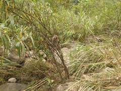 Boehmeria densiflora