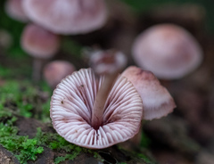 Mycena