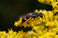 Cerceris rybyensis