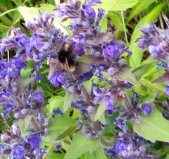 Bombus pomorum