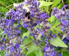 Bombus pomorum