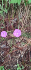 Ipomoea capillacea
