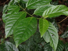 Maesa perlaria formosana