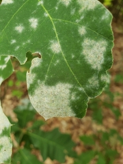 Erysiphe alphitoides