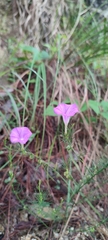 Ipomoea capillacea