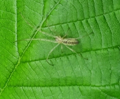Neriene peltata