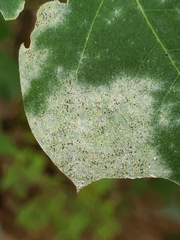 Erysiphe alphitoides
