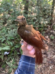 Xiphorhynchus elegans