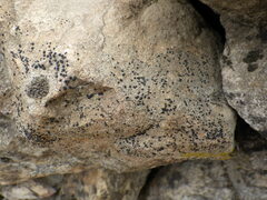 Lecidella