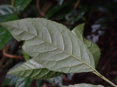 Maesa perlaria formosana