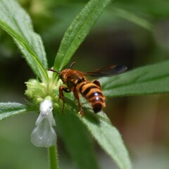 Phalerimeris madurensis