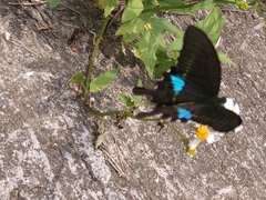 Papilio hermosanus