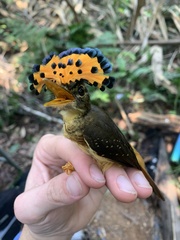 Onychorhynchus coronatus