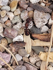 Acromyrmex versicolor