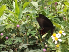 Papilio hermosanus