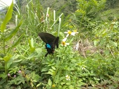 Papilio hermosanus