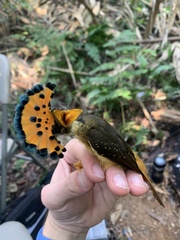 Onychorhynchus coronatus