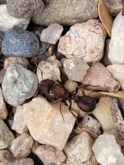 Acromyrmex versicolor