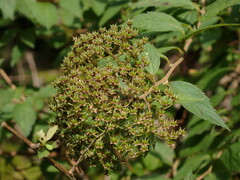 Spiraea formosana