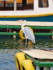 Ardea cocoi