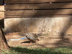 Pternistis natalensis