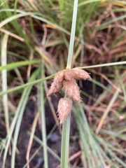 Bolboschoenus maritimus