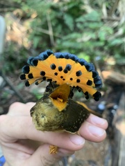 Onychorhynchus coronatus