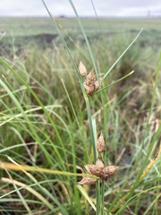 Bolboschoenus maritimus