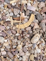 Acromyrmex versicolor