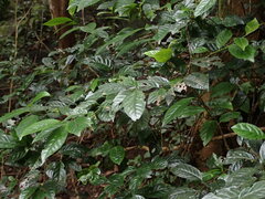 Maesa perlaria formosana