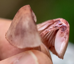 Mycena