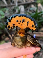 Onychorhynchus coronatus