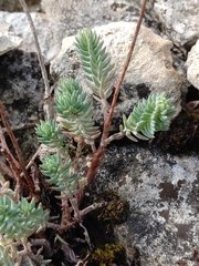 Petrosedum rupestre