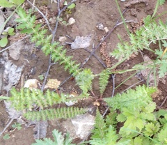 Filipendula vulgaris