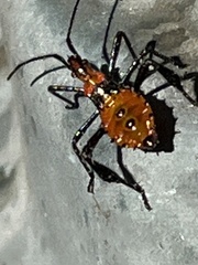 Leptoglossus zonatus