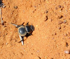 Pachysoma striatum
