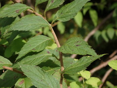 Spiraea formosana