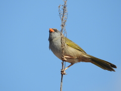Embernagra platensis