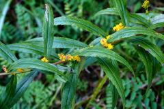 Solidago