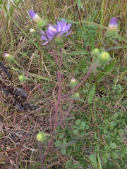 Eurybia spectabilis
