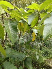 Dendrocnide meyeniana