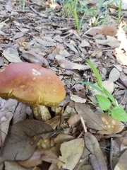 Hortiboletus rubellus