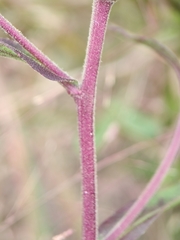 Eurybia spectabilis