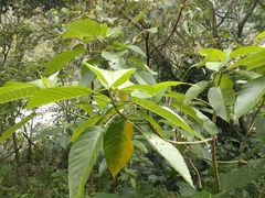 Dendrocnide meyeniana